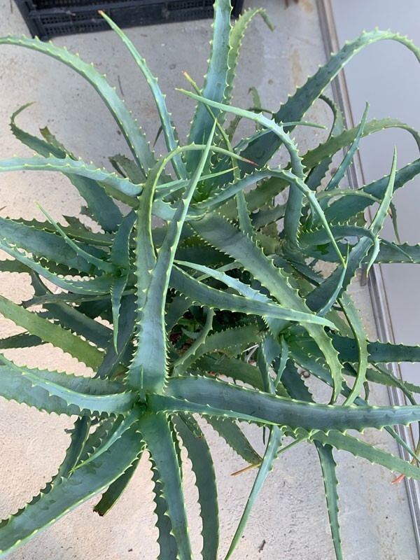 Pianta Di Aloe Arborescens Di Anni