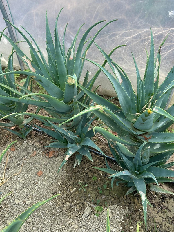 Aloe Arborescens Plant of 5-6 Years old - WITH FLAWS