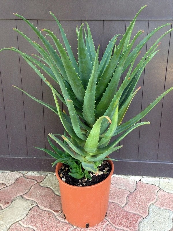 Aloe Vera Il Rimedio Naturale Per Una Pelle Del Viso