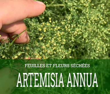 artemisia