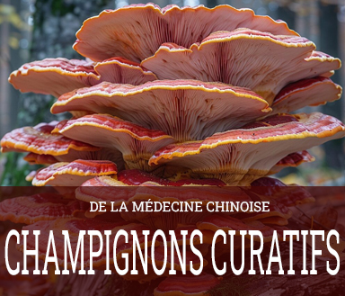 champignons