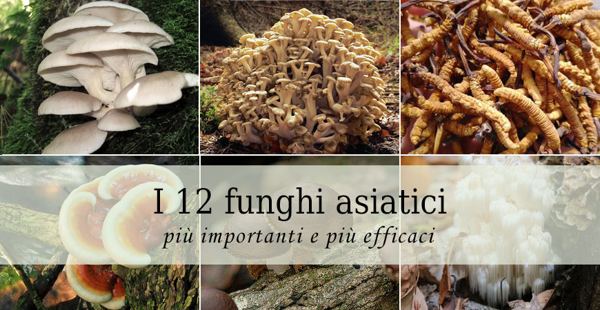 funghi asiatici importanti