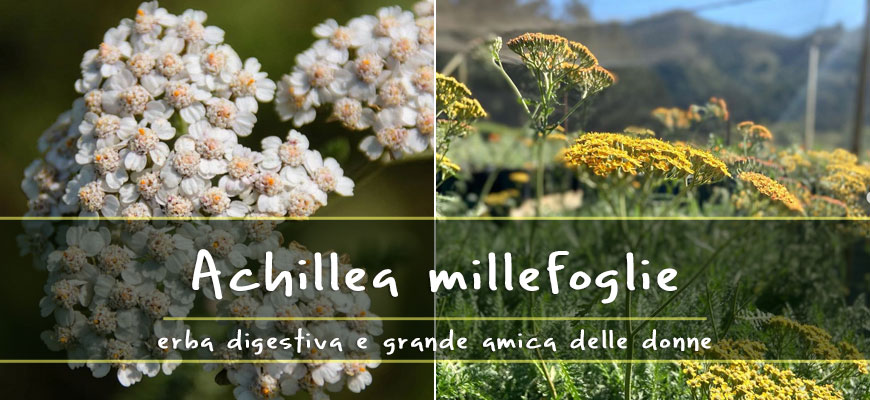 achillea millefoglie