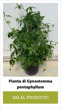 pianta di Gynostemma