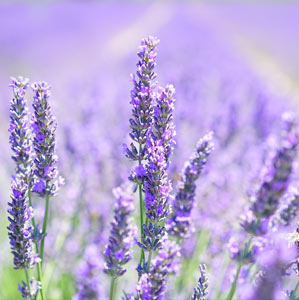 lavanda rilassante