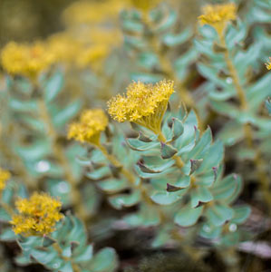 rhodiola adattogeno