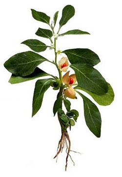 Ashwagandha pianta