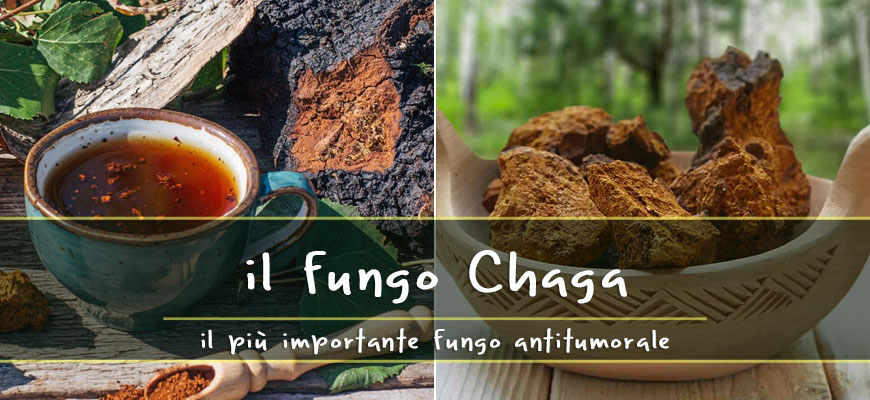 chaga antitumorale antiossidante