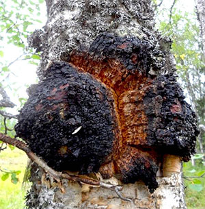 chaga fungo