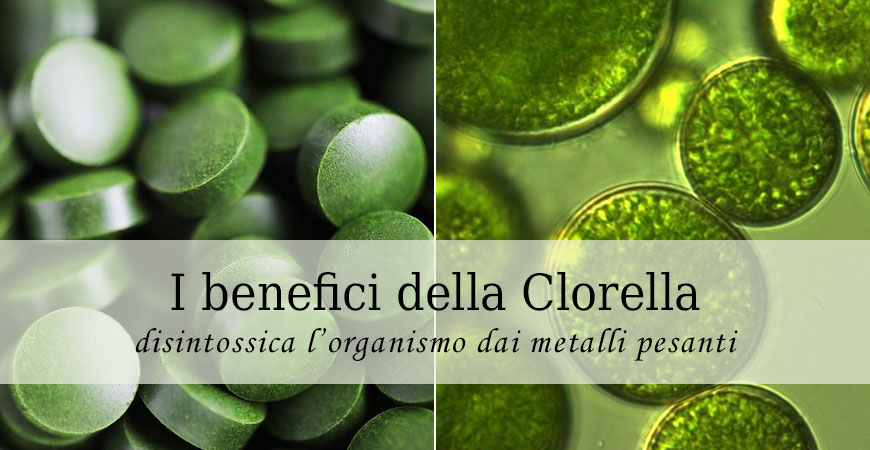 clorella disintossica metalli pesanti