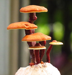 reishi colesterolo