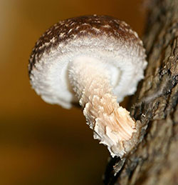 shiitake proprietà