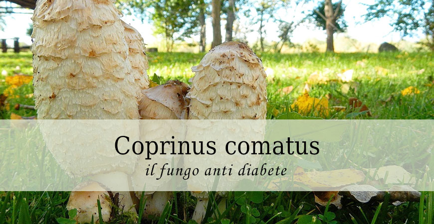 coprinus comatus diabete