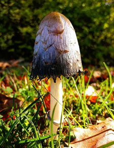 coprinus dove comprare