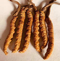 cordyceps sinensis migliore