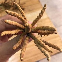 cordyceps sport