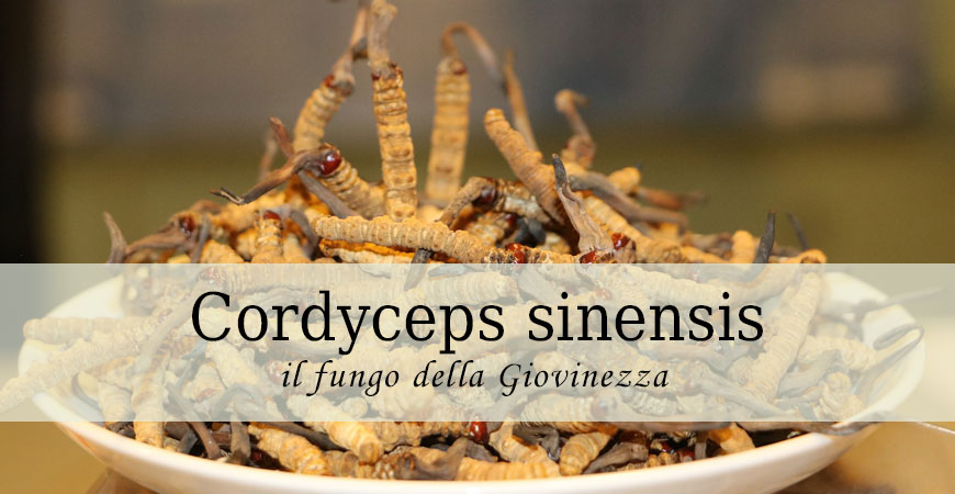 cordyceps sinensis