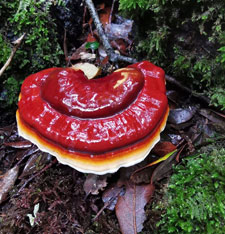 benefici reishi