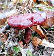 ganoderma proprietà