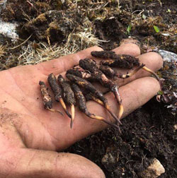 proprietà cordyceps