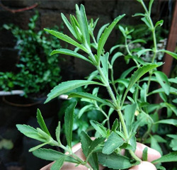 stevia dolce