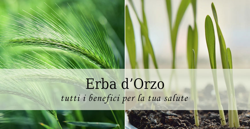 erba orzo benefici