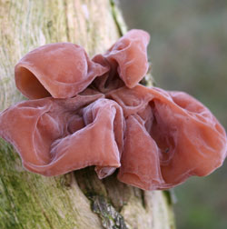 Auricularia auricula-judae fungo