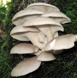 Pleurotus ostreatus