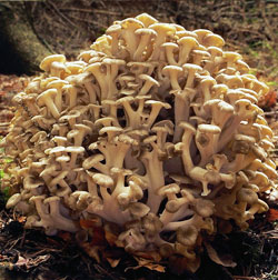 Polyporus umbellatus