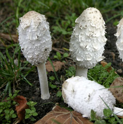 coprinus comatus fungo