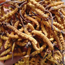 fungo cordyceps sinensis