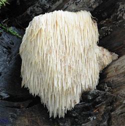 hericium fungo