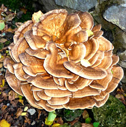 maitake grifola frondosa