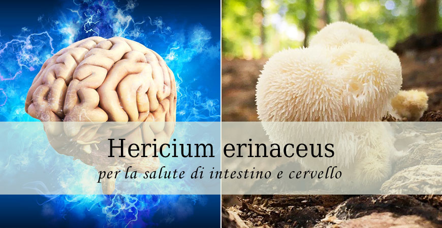 hericium erinaceus