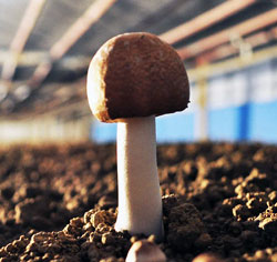 agaricus blazei immunostimolante