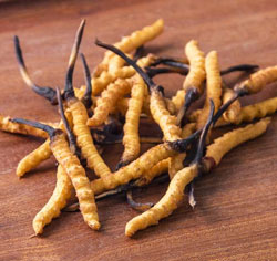 cordyceps integratore