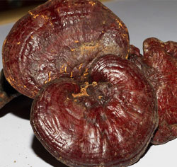 reishi