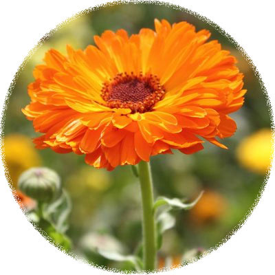 calendula