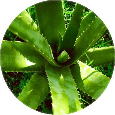 Gel di Aloe Vera