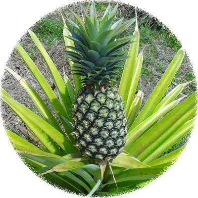 Bromelina