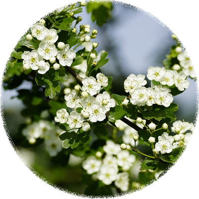 Hawthorn