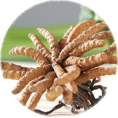 Cordyceps sinensis