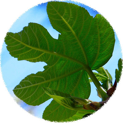 Fig Leaves