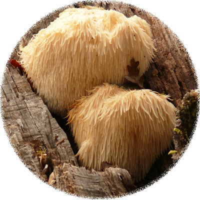 hericium erinaceus