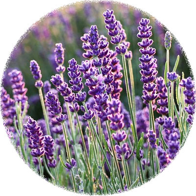 Lavender officinalis