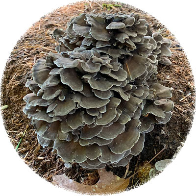 Maitake