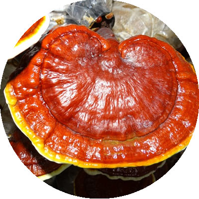 Reishi