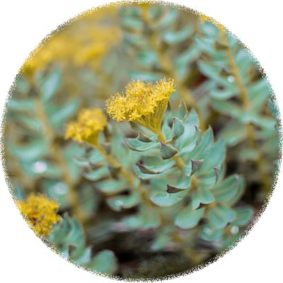 Rhodiola