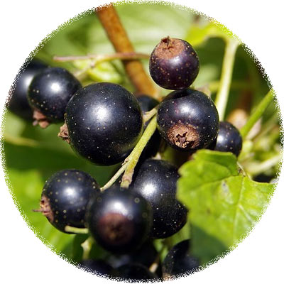 Ribes nero