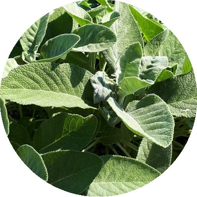 Salvia